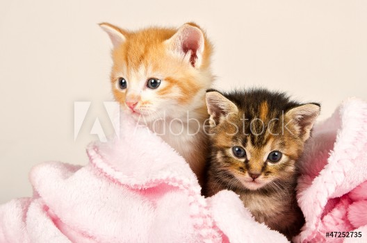 Picture of Two kittens in a pink blanket